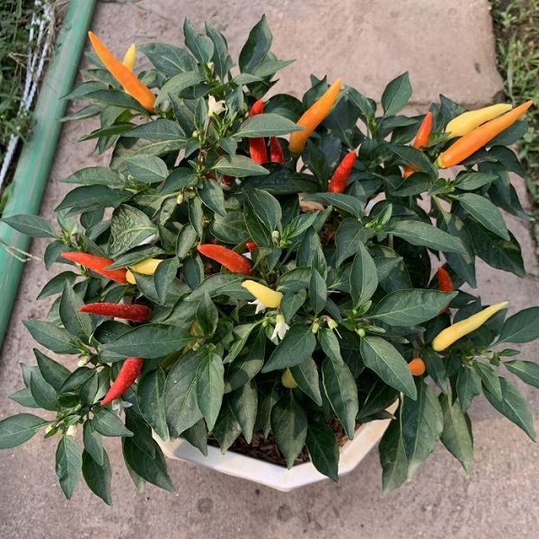 Cách trồng ớt trong chậu tại nhà đơn giản cho trĩu quả quanh năm - 5