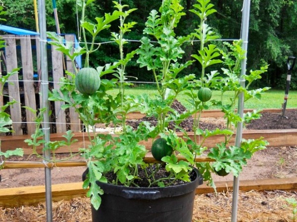 Cách trồng dưa hấu trong chậu
