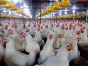 Tiêu dùng - Gà ế, chủ trại phải bán giá rẻ như cho chỉ 11.000 đồng/kg
