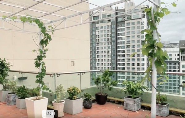 MC Phương Mai làm vườn trên sân thượng nhà 600m2, giãn cách ở nhà no đủ rau ăn - 5