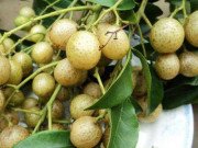 Xem ăn chơi - Hồng bì núi - đặc sản vùng cao đắt hàng khi xuôi về thành phố lớn