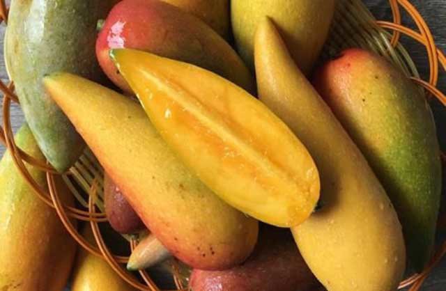 Loại xoài này đặc biệt ở chỗ phần hạt rất nhỏ hoặc không có hạt