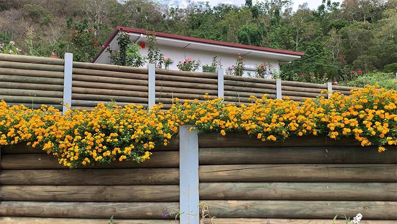 Mê vườn 3 mảnh đất trong nước chưa thoả, mẹ Việt làm vườn 5 tầng ở Nam Thái Bình Dương - 8