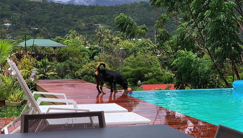 Mê vườn 3 mảnh đất trong nước chưa thoả, mẹ Việt làm vườn 5 tầng ở Nam Thái Bình Dương - 10