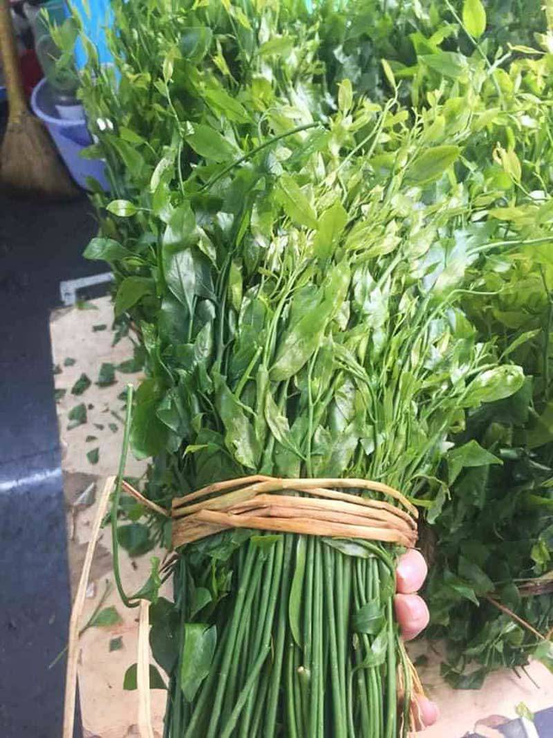 Một người dân tại Lạng Sơn cho biết: Rau ngót rừng xịn không phải loại được bà con trồng mà là loại rau quý, sống tự nhiên trên rừng, đồi núi. Nó ngọt hơn và mùi vị đặc trưng của rau rừng, cách chế biến cũng rất dễ dàng. Chỉ cần tuốt lấy những đọt lá non, rửa sạch, vò qua rồi thả vào nấu canh, thêm ít gia vị là có một món canh ngọt đậm đà tự nhiên. Muốn ngon hơn, khi nấu cho thêm ít thịt băm.