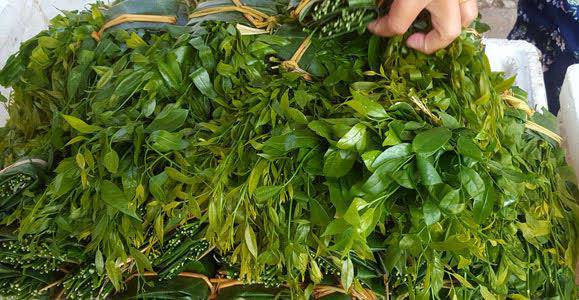 Loại rau này cực kỳ đắt khách, hàng về đến đâu bán hết đến đó. Phần lớn rau về sáng đến tầm đầu giờ chiều đã hết. Đặc biệt, hoa rau ngót muốn ăn còn phải đặt trước, bởi hoa gom mua được ít hơn rau rất nhiều - một đầu mối chuyên bán đặc sản rau rừng ở Hà Nội cho hay.