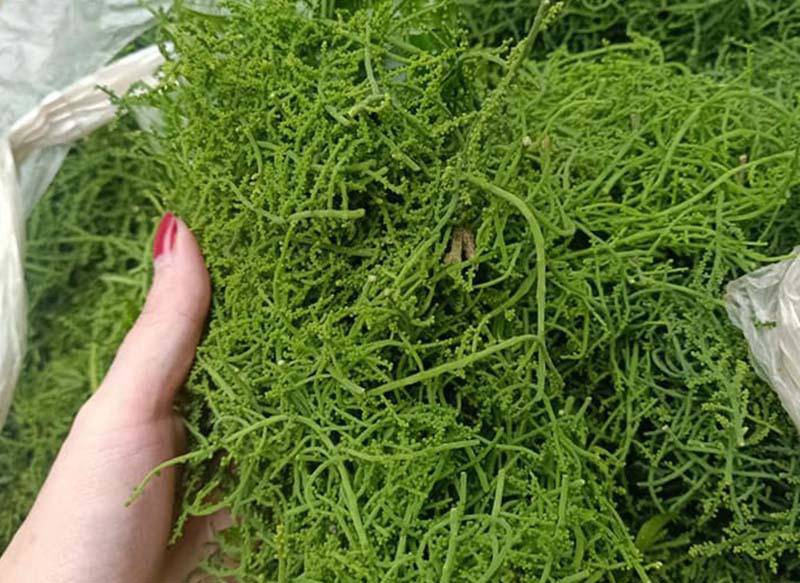 Người Hà Nội không chỉ cuồng lá rau ngót rừng mà vào cuối mùa, khi có hoa lại càng sốt. Hoa ngót rừng được nhiều bà nội trợ đánh giá ăn còn ngon hơn rau ngót rừng nhiều lần khi nấu canh hoặc đồ xôi.