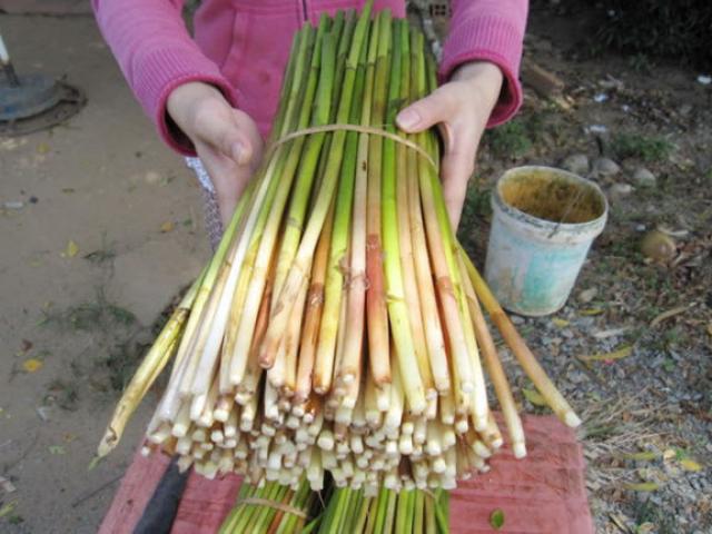 Thứ mọc đầy dưới ruộng không ai nhổ, giờ thành đặc sản cực ngon giá 100.000/kg