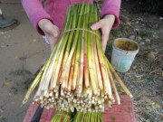 Xem ăn chơi - Thứ mọc đầy dưới ruộng không ai nhổ, giờ thành đặc sản cực ngon giá 100.000/kg