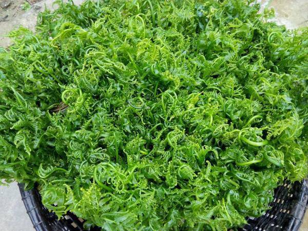Hà Nội: amp;#34;Sốt xình xịchamp;#34; mua rau trường sinh vài trăm nghìn một kg vì được cho là có tác dụng chữa bệnh - 2
