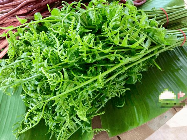 Hà Nội: amp;#34;Sốt xình xịchamp;#34; mua rau trường sinh vài trăm nghìn một kg vì được cho là có tác dụng chữa bệnh - 6