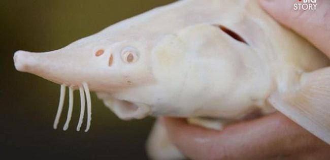 Trước làm thức ăn cho lợn, giờ đây loại thực phẩm này lại trở thành đặc sản, tiền tỉ mới mua được - 6