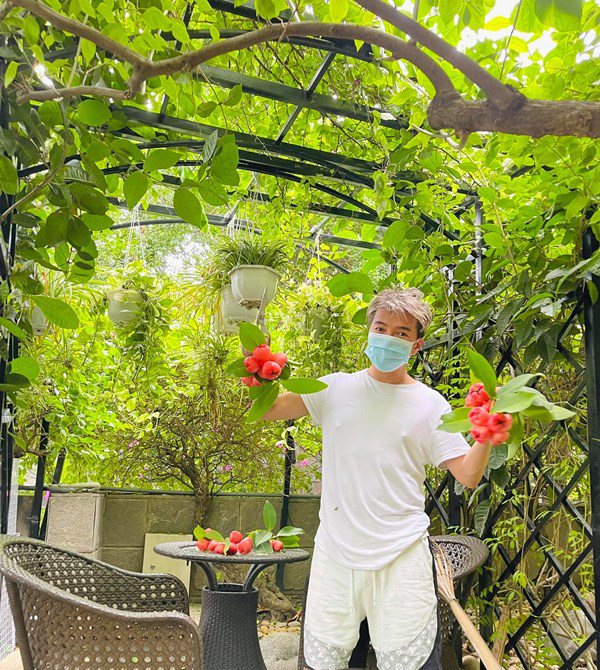 Đàm Vĩnh Hưng ở nhà khoe vườn cây, thu hoạch loại quả nhà quê làm fan thèm thuồng - 5