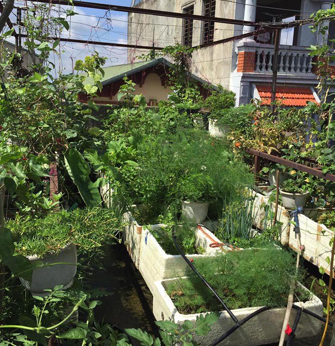 Tái chế thùng xốp dùng hơn chục năm, mẹ đảm bội thu vườn rau xanh sân thượng 30m2 giữa phố - 9