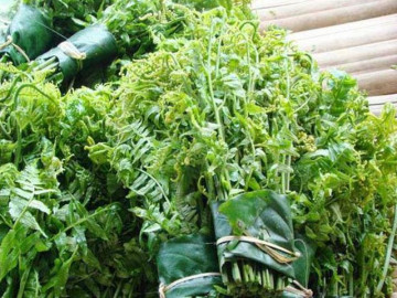 Hà Nội: Sốt xình xịch mua rau trường sinh vài trăm nghìn một kg vì được cho là có tác dụng chữa bệnh