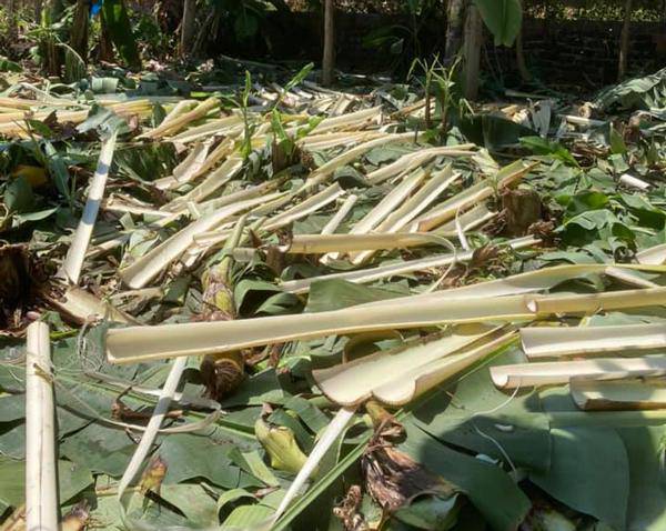Những bẹ chuối được tách ra, chuẩn bị phơi khô.
