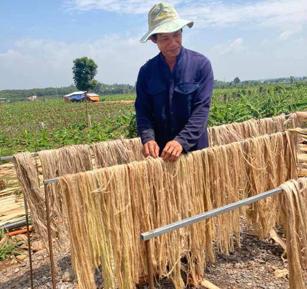 Mỗi tháng xưởng của anh sản xuất ra khoảng vài tấn xơ bẹ chuối để bán ra thị trường.