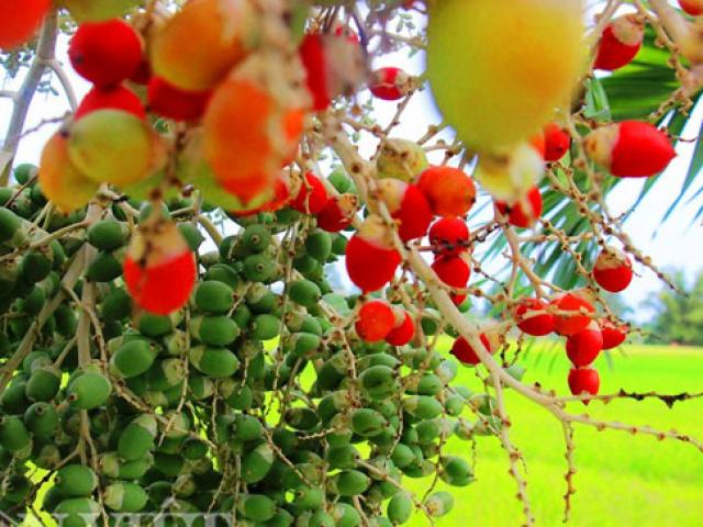 Loại quả ai cũng nghĩ chín rụng vứt đi, giờ bỗng thành món đặc sản cực ngon cháy hàng