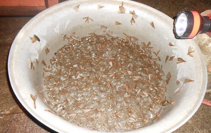 6 món ăn độc lạ nổi danh ở Việt Nam, có món người Việt cũng không dám ăn - 5