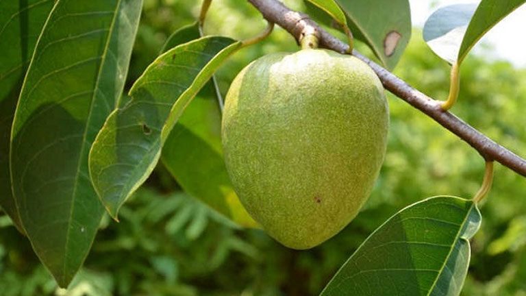 Loại quả rụng đầy vườn không ai nhặt, giờ thành đặc sản giá amp;#34;ngất ngưởngamp;#34; vẫn thu hút người mua - 1