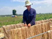 Tiêu dùng - Cây từng làm thức ăn cho lợn bỗng được thu mua, dân trồng kiếm cả chục triệu/ha