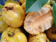 Xem ăn chơi - Loại quả rụng đầy vườn không ai nhặt, giờ thành đặc sản giá "ngất ngưởng" vẫn thu hút người mua