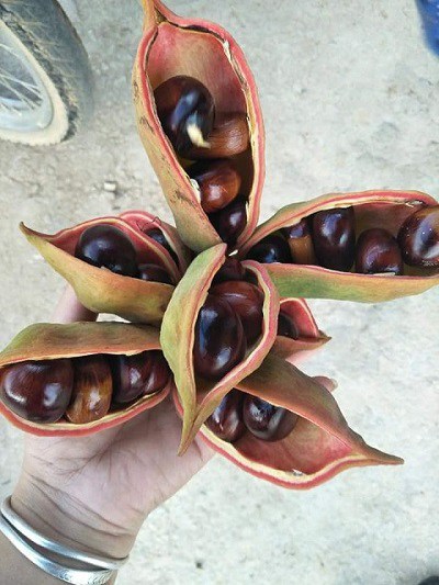 Cứ vào tháng 7 hằng ngăm, người dân tộc Thái ở Sơn La lại rủ nhau lên rừng tìm hạt mề gà.