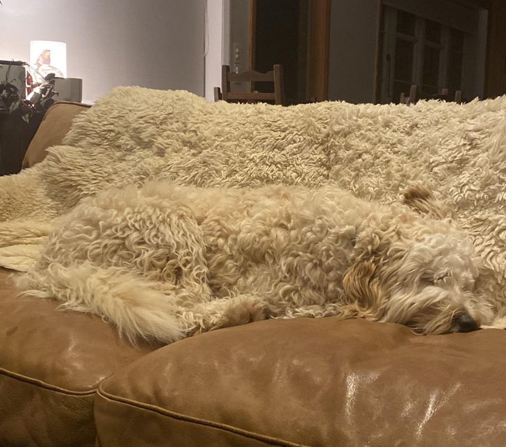 Khi cửa ᵭóng cả ngày nhưng bạn khȏng thể tìm thấy chú chó của mình thì hãy tìm những tấm thảm. 