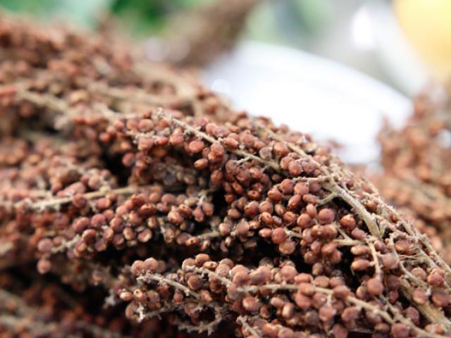 Loại quả xưa chín rụng đầy không ai nhặt, giờ thành đặc sản được đầu bếp nhà hàng săn lùng