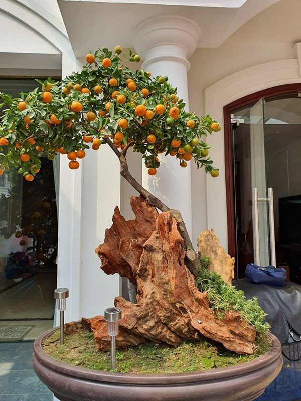 Sống trong biệt thự, Tuấn Hưng nghỉ dịch ngày nào cũng lọ mọ tưới cây quý, cho cá ăn - 4