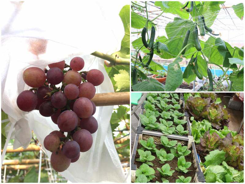Con gái thích dâu tây mua không có, mẹ Việt đầu tư 250k trồng 200 cây sân thượng trĩu quả - 12