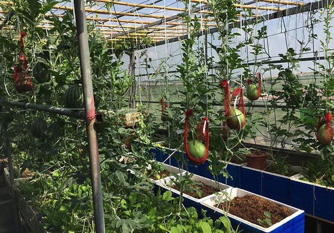 Con gái thích dâu tây mua không có, mẹ Việt đầu tư 250k trồng 200 cây sân thượng trĩu quả - 9