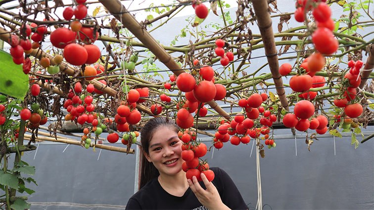 Con gái thích dâu tây mua không có, mẹ Việt đầu tư 250k trồng 200 cây sân thượng trĩu quả - 3