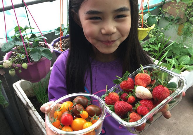 Con gái thích dâu tây mua không có, mẹ Việt đầu tư 250k trồng 200 cây sân thượng trĩu quả - 4