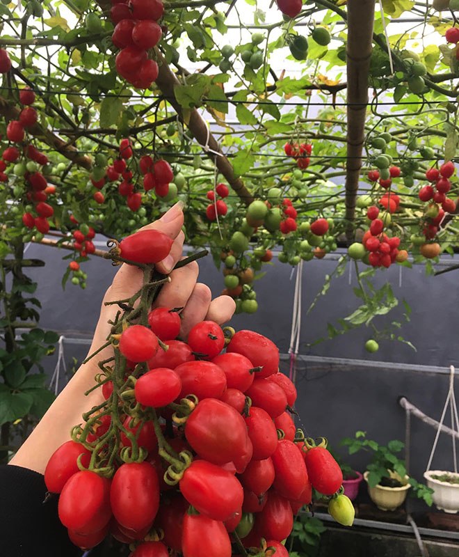 Con gái thích dâu tây mua không có, mẹ Việt đầu tư 250k trồng 200 cây sân thượng trĩu quả - 6