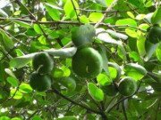 Xem ăn chơi - Loài cây mọc hoang, được người miền Tây chế biến món dân dã, xuất khẩu sang nước ngoài