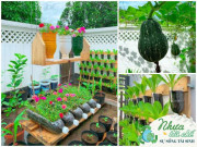 Nhà đẹp - 9X Tiền Giang trồng cây trong chai nhựa bỏ đi, không tốn 1 xu có vườn đẹp như tiền triệu