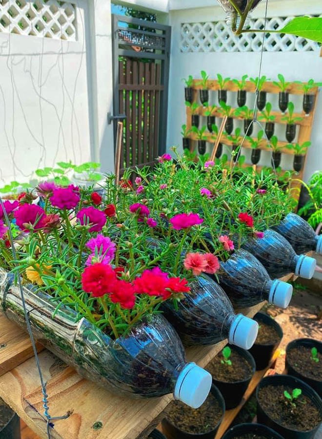9X Tiền Giang trồng cây trong chai nhựa bỏ đi, không tốn 1 xu có vườn đẹp như tiền triệu - 8