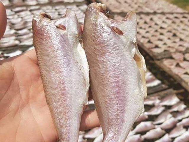 Loại cá ế khách khi xưa giờ đổi đời, thành đặc sản thơm ngon đóng túi bán ra nước ngoài