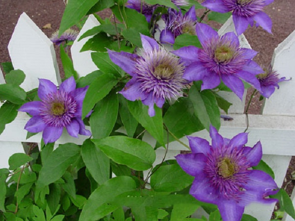 Hoa Ông Lão: Cách trồng và chăm sóc giúp hoa nở đẹp - 4