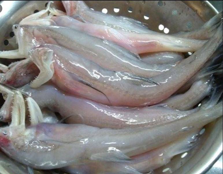 Cá khoai nhiều thịt, ít xương nhưng nhanh ươn