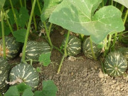 Nhà đẹp - Cách trồng bí đỏ bằng hạt tại nhà đơn giản ra nhiều quả