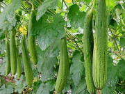 Nhà đẹp - Cách trồng mướp hương tại nhà bằng thùng xốp, chậu cho sai quả