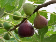Xem ăn chơi - Loại quả đặc sản của Huế