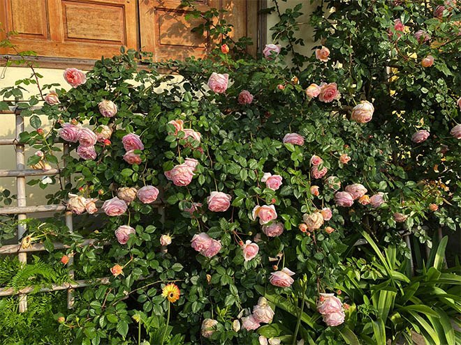 Mẹ Quảng Ninh trồng hoa hồng nở rộ như trời Tây, chi phí ban đầu chỉ 180 nghìn - 6