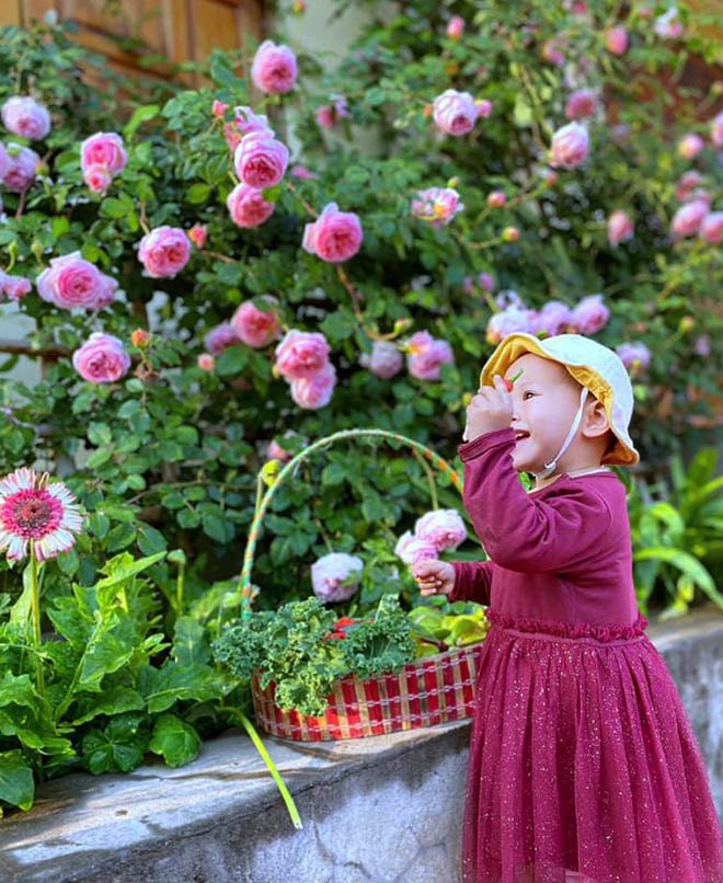 Mẹ Quảng Ninh trồng hoa hồng nở rộ như trời Tây, chi phí ban đầu chỉ 180 nghìn - 8