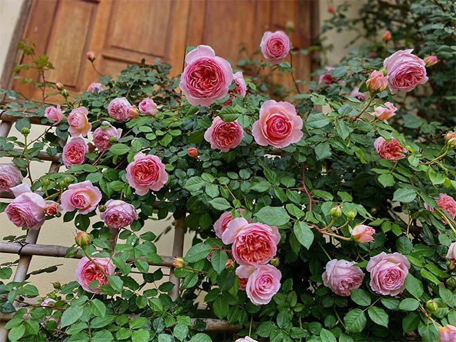 Mẹ Quảng Ninh trồng hoa hồng nở rộ như trời Tây, chi phí ban đầu chỉ 180 nghìn - 11