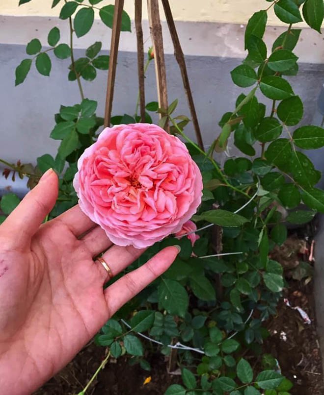 Mẹ Quảng Ninh trồng hoa hồng nở rộ như trời Tây, chi phí ban đầu chỉ 180 nghìn - 5