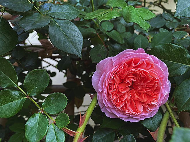 Mẹ Quảng Ninh trồng hoa hồng nở rộ như trời Tây, chi phí ban đầu chỉ 180 nghìn - 14