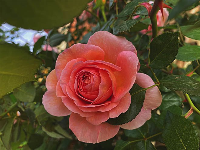 Mẹ Quảng Ninh trồng hoa hồng nở rộ như trời Tây, chi phí ban đầu chỉ 180 nghìn - 12